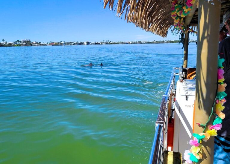 Nautical Tiki Cruises | Dolphin sighting