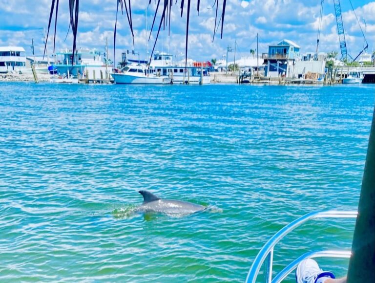 Dolphin by the Nautical Tiki Boat