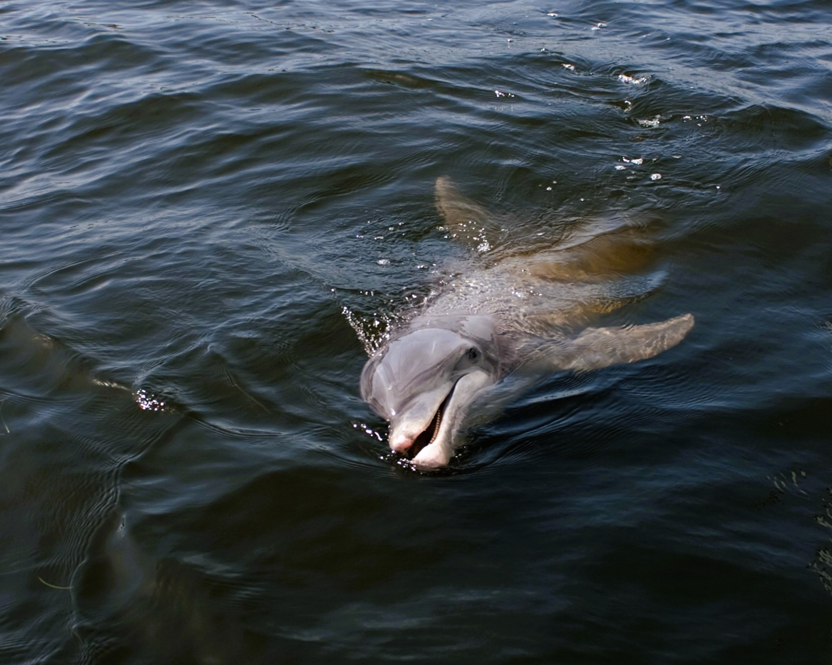 Fort Myers Beach Dolphins