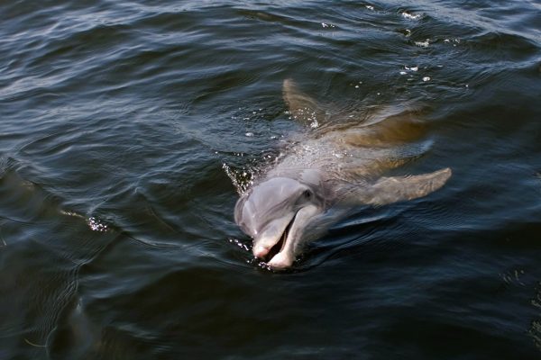Fort Myers Beach Dolphins